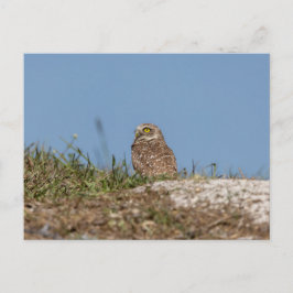 Boeit Owl in Florida Briefkaart