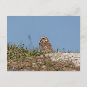 Boeit Owl in Florida Briefkaart
