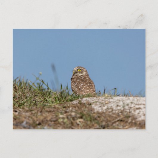 Boeit Owl in Florida Briefkaart (Voorkant)