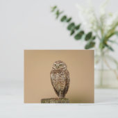 Boeit Owl in Florida Briefkaart (Staand voorkant)