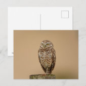Boeit Owl in Florida Briefkaart (Voorkant / Achterkant)