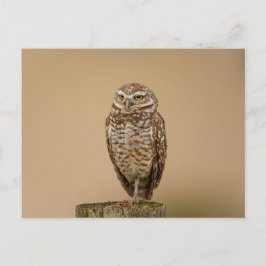 Boeit Owl in Florida Briefkaart