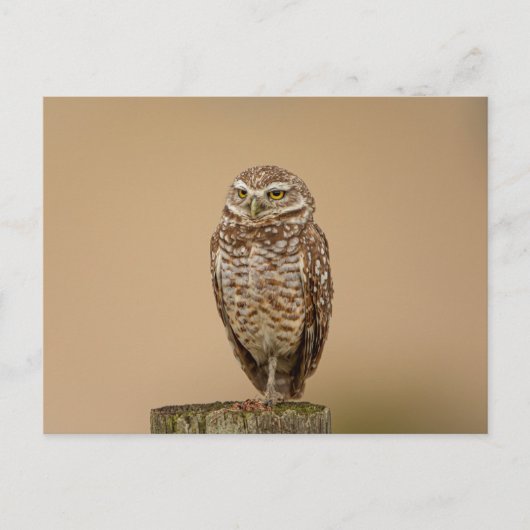 Boeit Owl in Florida Briefkaart (Voorkant)
