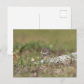 Boeit Owl in Florida Briefkaart (Voorkant / Achterkant)