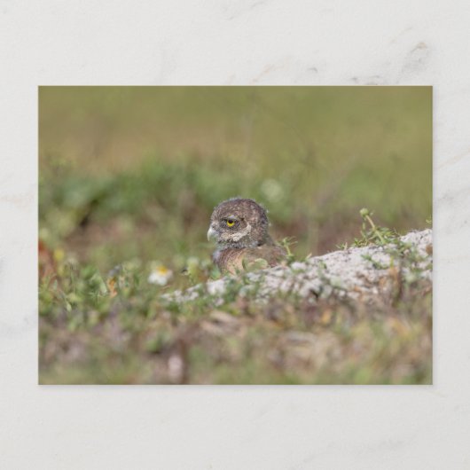Boeit Owl in Florida Briefkaart (Voorkant)