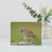 Boeit Owl in Florida Briefkaart (Staand voorkant)