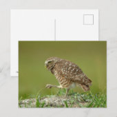 Boeit Owl in Florida Briefkaart (Voorkant / Achterkant)