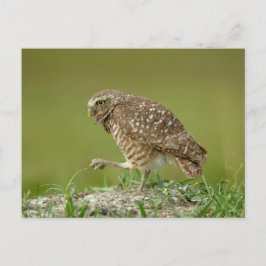 Boeit Owl in Florida Briefkaart