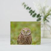 Boeit Owl in Florida Briefkaart (Staand voorkant)