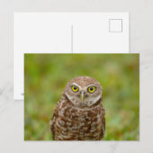 Boeit Owl in Florida Briefkaart (Voorkant / Achterkant)