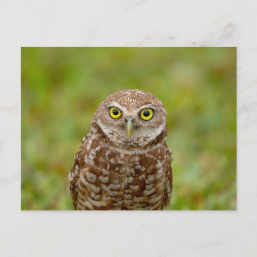 Boeit Owl in Florida Briefkaart (Voorkant)
