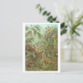 boek Illustratie Mossen en andere Planten Briefkaart (Staand voorkant)