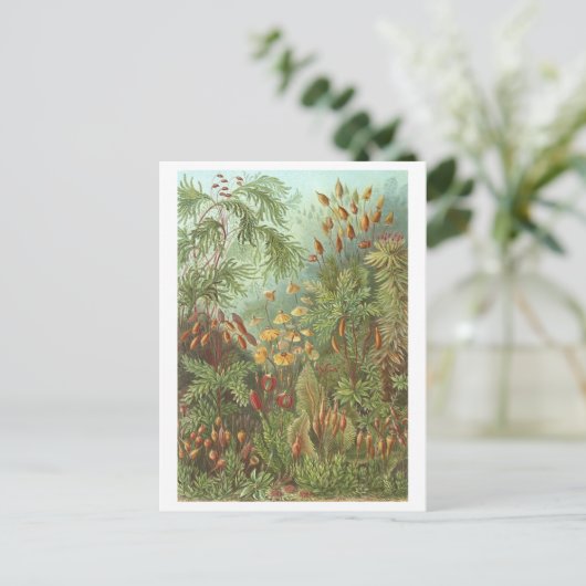  boek Illustratie Mossen en andere Planten Briefkaart (Staand voorkant)