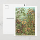 boek Illustratie Mossen en andere Planten Briefkaart (Voorkant / Achterkant)