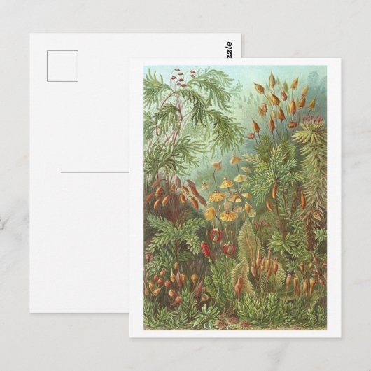  boek Illustratie Mossen en andere Planten Briefkaart (Voorkant / Achterkant)