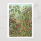  boek Illustratie Mossen en andere Planten Briefkaart (Voorkant)