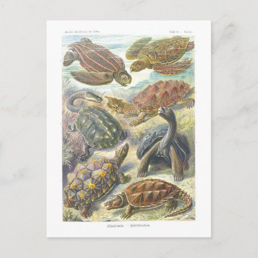 boek Illustratie Schildpadden en Schildpadden Briefkaart (Voorkant)