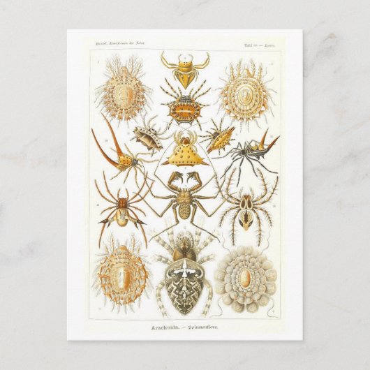 boek Illustratie Spinnen Briefkaart (Voorkant)
