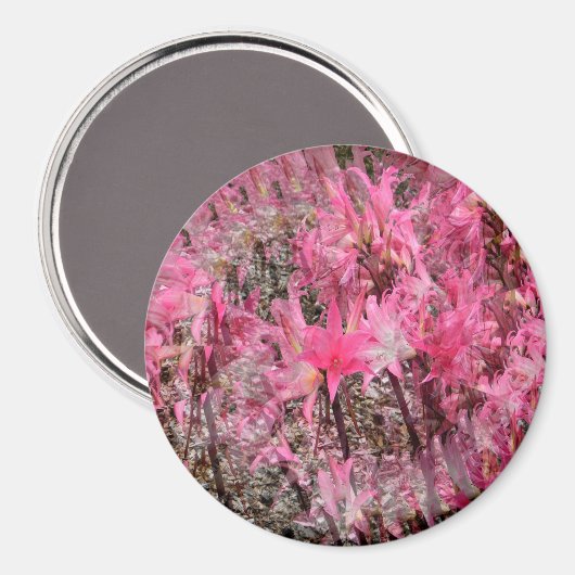 Boeket van Amaryllis..... Magneet (Voorkant / Achterkant)