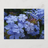 Boeket van Plumbago Aankondigingskaart (Voorkant)