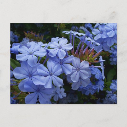 Boeket van Plumbago Aankondigingskaart (Voorkant)