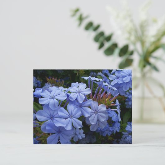 Boeket van Plumbago Aankondigingskaart (Staand voorkant)