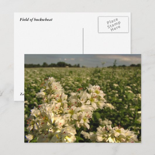 Boekweit Briefkaart (Voorkant / Achterkant)