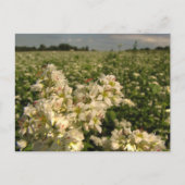 Boekweit Briefkaart (Voorkant)