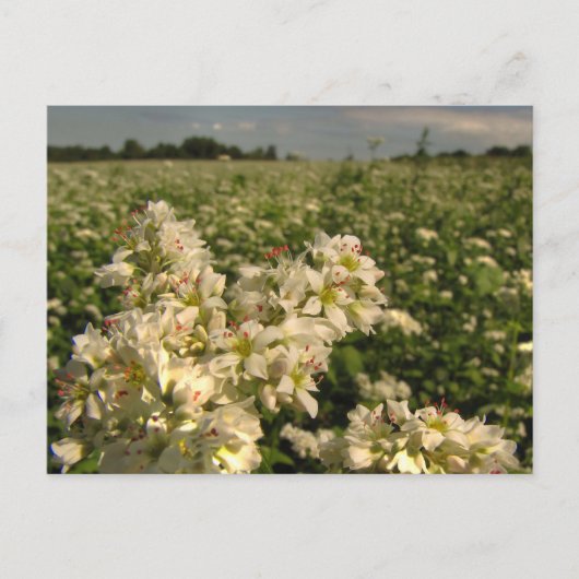 Boekweit Briefkaart (Voorkant)