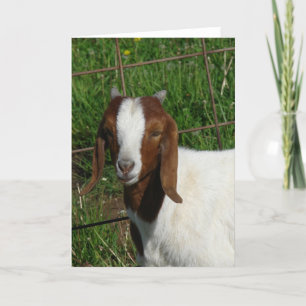 Boer Billy Goat Kind Kaart
