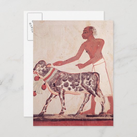 Boer die een koe leidt om op te offeren briefkaart (Voorkant / Achterkant)