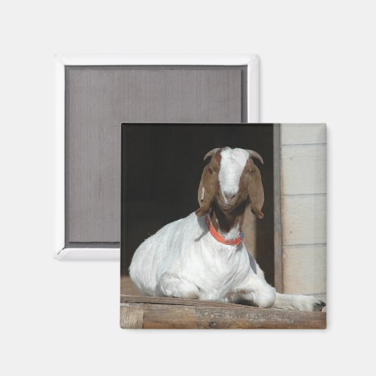 Boer Geit Nanny Doe Magneet (Voorkant / Achterkant)