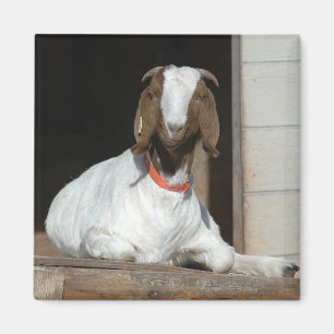 Boer Geit Nanny Doe Magneet