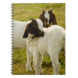 Boer-geiten in een zonnige weide Boerderijdier Notitieboek