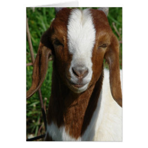 Boer Goat