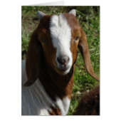 Boer Goat (Voorkant)