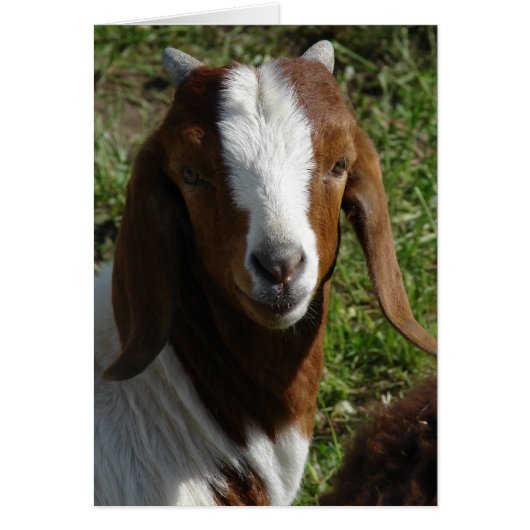Boer Goat (Voorkant)