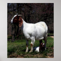 Boer Goat Moeder and Baby Poster Print