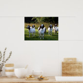 Boer Goat the Gangs All here Poster Print (Keuken)