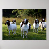 Boer Goat the Gangs All here Poster Print (Voorkant)