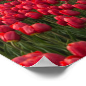 Boer inspecteert zijn tulpen en molen poster (Hoek)