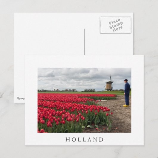 Boer inspecteert zijn tulpen en windmolen briefkaart (Voorkant / Achterkant)