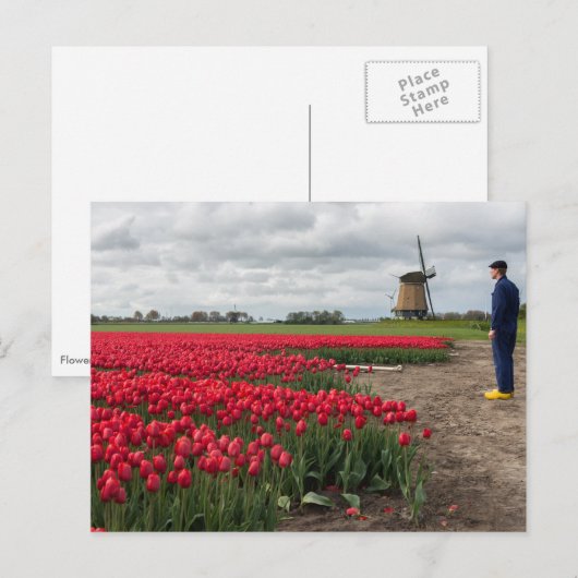 Boer inspecteert zijn tulpen en windmolen briefkaart (Voorkant / Achterkant)