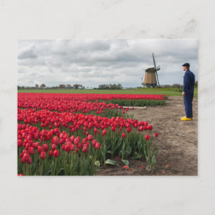 Boer inspecteert zijn tulpen en windmolen briefkaart