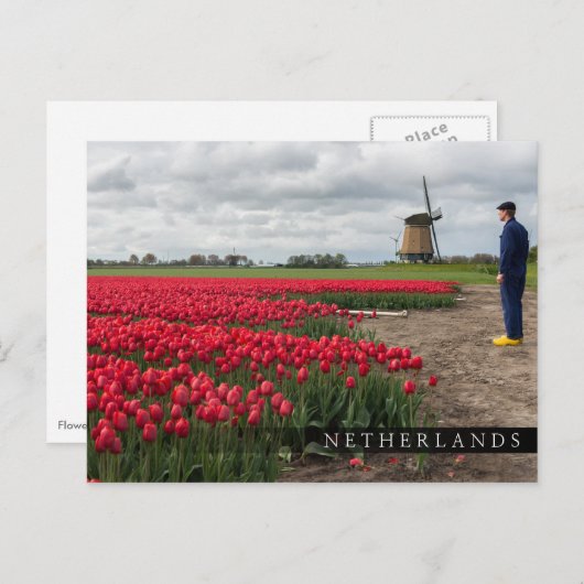 Boer inspecteert zijn tulpen en windmolen briefkaart (Voorkant / Achterkant)