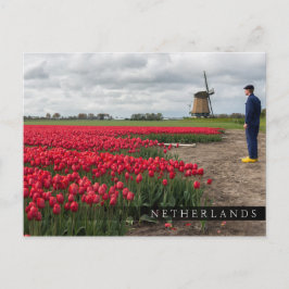 Boer inspecteert zijn tulpen en windmolen briefkaart
