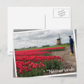 Boer inspecteert zijn tulpen en windmolen briefkaart (Voorkant / Achterkant)