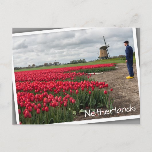 Boer inspecteert zijn tulpen en windmolen briefkaart (Voorkant)