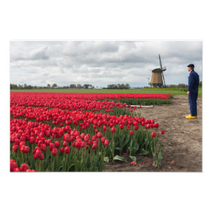 Boer inspecteert zijn tulpen en windmolen foto afdruk