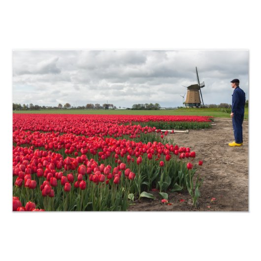 Boer inspecteert zijn tulpen en windmolen foto afdruk (Voorkant)